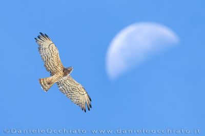 Short-toed Eagle (Circaetus gallicus)