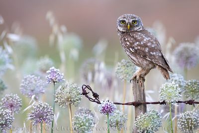 Little Owl (Athene noctua)