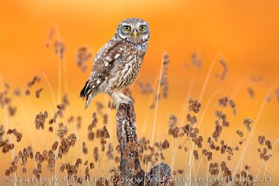 Little Owl (Athene noctua)