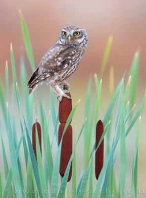 Little Owl (Athene noctua)