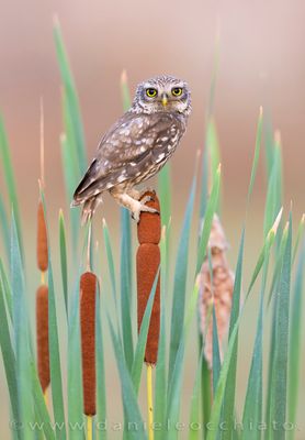 Little Owl (Athene noctua)