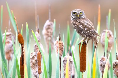 Little Owl (Athene noctua)