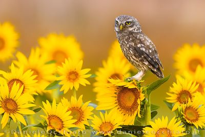 Little Owl (Athene noctua)