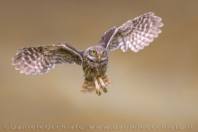 Little Owl (Athene noctua)