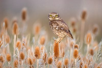 Little Owl (Athene noctua)