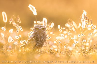 Little Owl (Athene noctua)