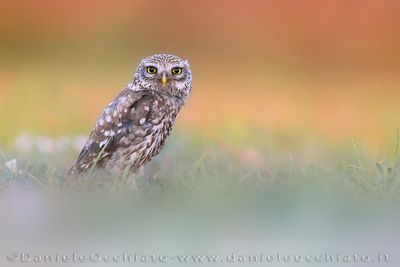 Little Owl (Civetta)