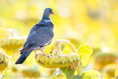 Eurasian Woodpigeon (Columba palumbus)