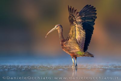 Glossy Ibis (Plegadis falcinellus)