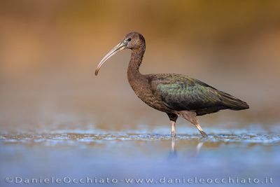 Glossy Ibis (Plegadis falcinellus)