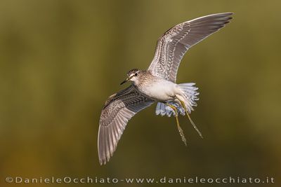 Wood Sandpiper (Tringa glareola)