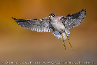 Wood Sandpiper (Tringa glareola)