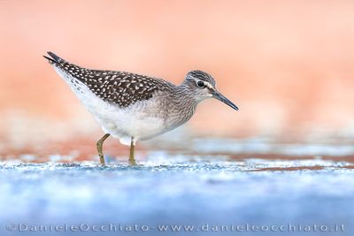 Wood Sandpiper (Piro-piro boschereccio)