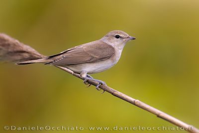 Garden Warbler (Sylvia borin)