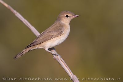 Garden Warbler (Beccafico)
