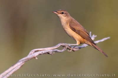 Great Reed Warbler (Acrocephalus arundinaceus)
