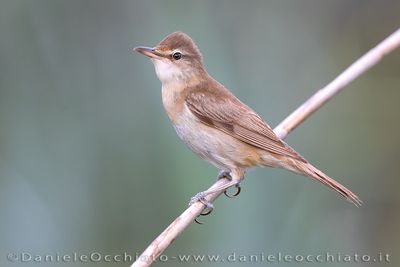 Great Reed Warbler (Acrocephalus arundinaceus)