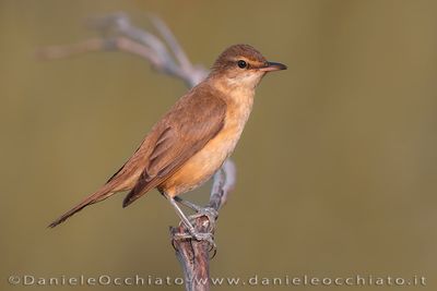 Great Reed Warbler (Acrocephalus arundinaceus)
