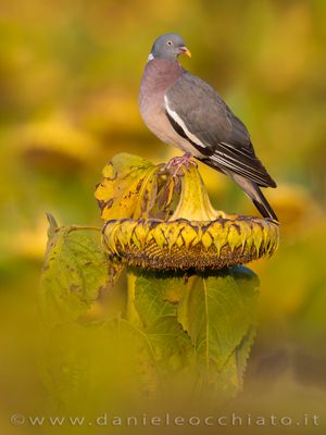 Eurasian Woodpigeon (Columba palumbus)