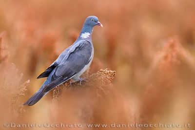 Eurasian Woodpigeon (Columba palumbus)