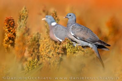 Eurasian Woodpigeon (Columba palumbus)