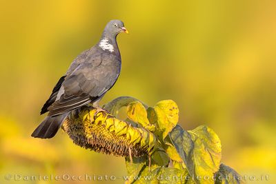 Eurasian Woodpigeon (Columba palumbus)