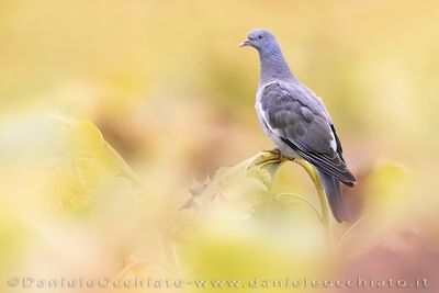 Eurasian Woodpigeon (Columba palumbus)