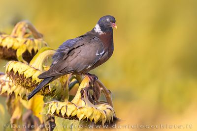 Woodpigeon (Colombaccio)