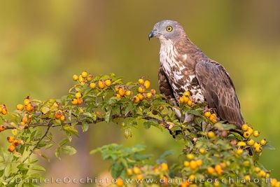 European Honey Buzzard (Pernis apivorus)