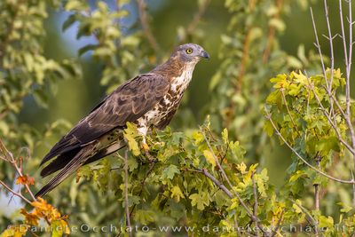 European Honey Buzzard (Pernis apivorus)