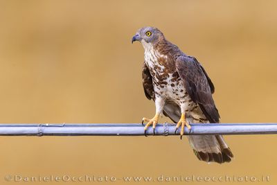 Honey Buzzard (Falco pecchiaiolo)