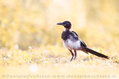 Magpie (Gazza)