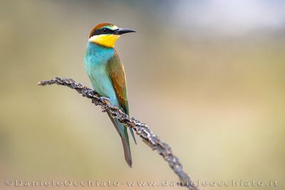 European Bee-eater (Merops apiaster)
