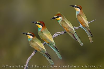 European Bee-eater (Merops apiaster)