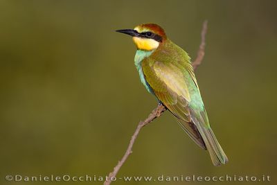 European Bee-eater (Merops apiaster)