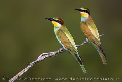 European Bee-eater (Merops apiaster)