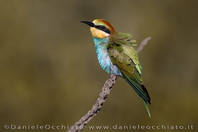 European Bee-eater (Merops apiaster)
