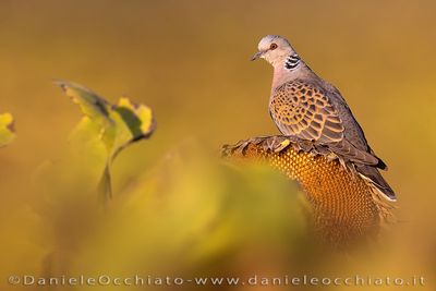 Turtle Dove (Streptopelia turtur)