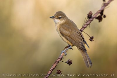 Great Reed Warbler (Acrocephalus arundinaceus)
