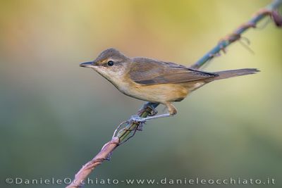 Great Reed Warbler (Acrocephalus arundinaceus)