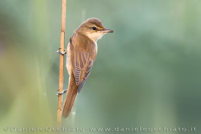 Great Reed Warbler (Acrocephalus arundinaceus)