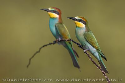 European Bee-eater (Merops apiaster)