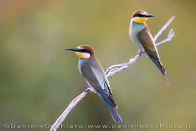 European Bee-eater (Merops apiaster)