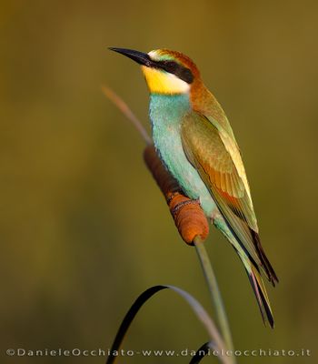 European Bee-eater (Merops apiaster)