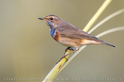 Bluethroat (Luscinia svecica)