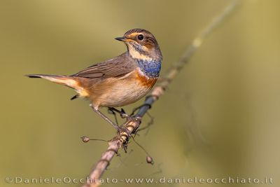 Bluethroat (Luscinia svecica)