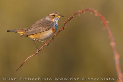 Bluethroat (Luscinia svecica)