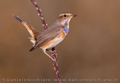 Bluethroat (Luscinia svecica)
