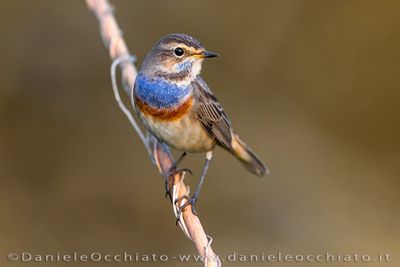 Bluethroat (Luscinia svecica)
