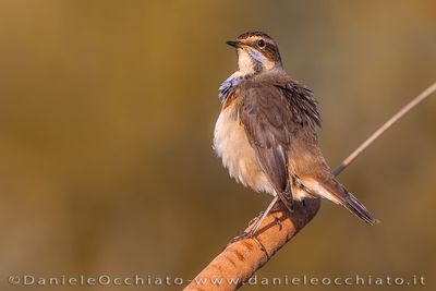 Bluethroat (Luscinia svecica)